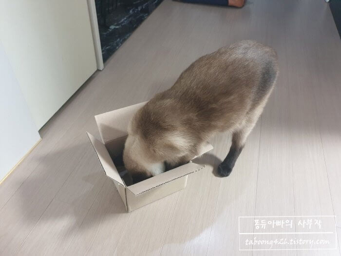 작은 상자에 들어가려는 고양이