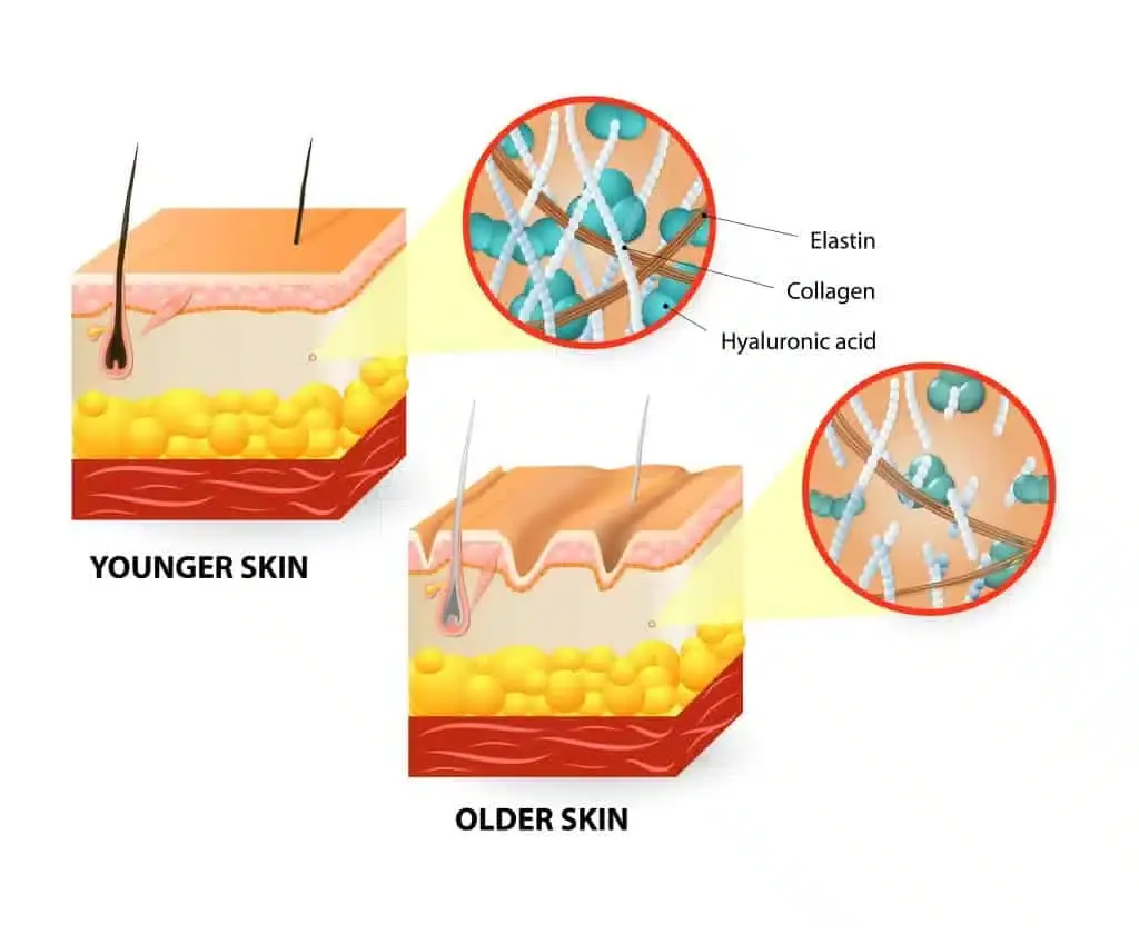 dermis-anatomy
