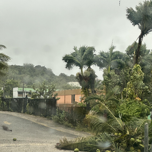 2호태풍 마와르로 괌 코코넛 나무가 부러짐