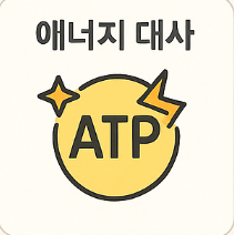 마그네슘 효능