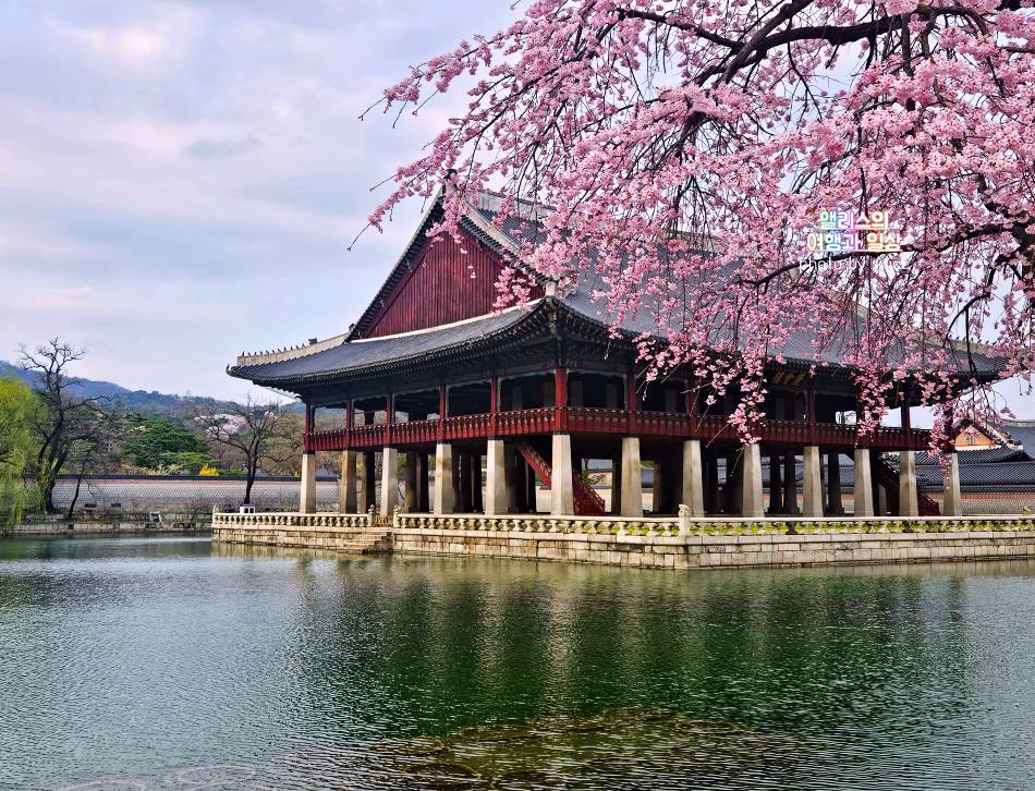 서울 벚꽃 명소 나들이 추천 경복궁&#44; 덕수궁 4월 개화 상황 서울 가볼만한곳