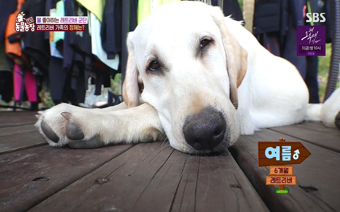 TV 동물농장.E1071.220530p-NEXT.mp4_20220529_174705.246.jpg