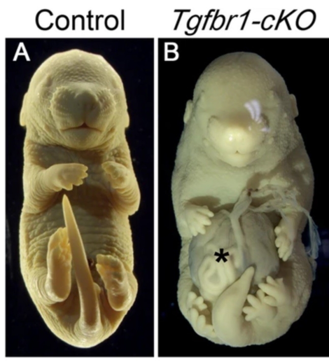 유전자 조절로 다리가 여섯 개 달린 쥐의 탄생&#44; 그 가능성은?