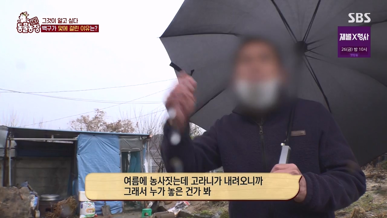 TV 동물농장.E1155.240122p-NEXT.mp4_20240121_145931.647.jpg