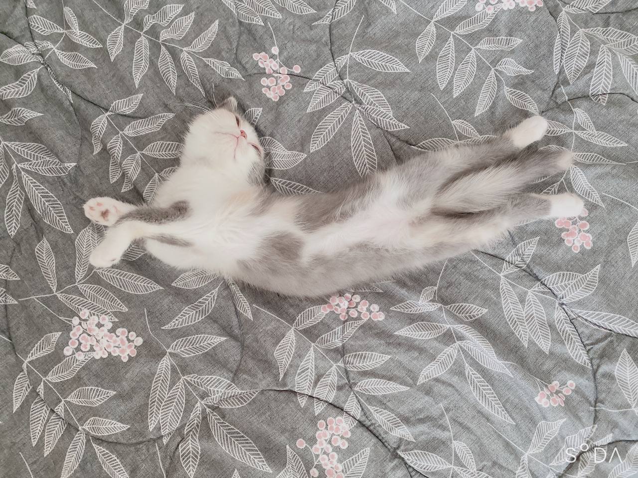 엑조틱 고양이 엑죠틱 고양이 이그죠틱고양이 엑조틱고양이 엑죠틱고양이 고양이일상 고양이병원 고양이잠자기 고양이유튜브