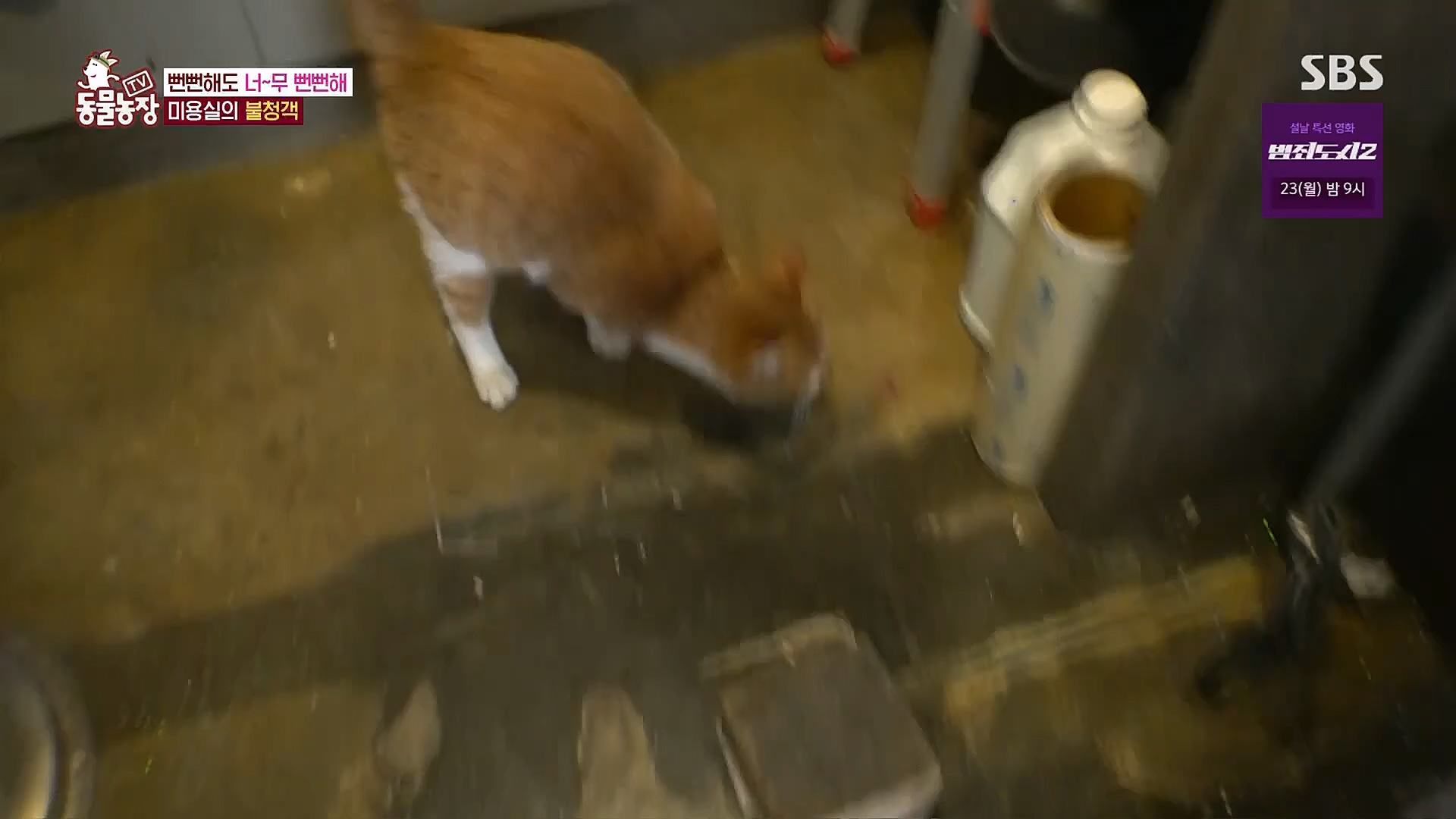 TV 동물농장.E1104.230115p.H264-F1RST.mp4_20230115_173205.293.jpg