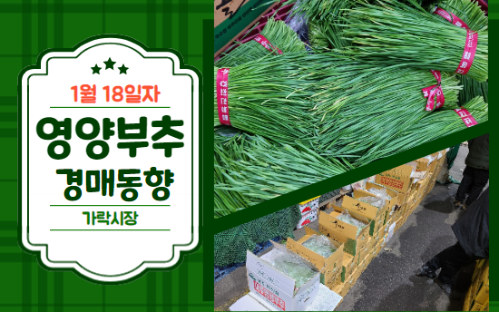  [경매사 일일보고] 1월 18일자 가락시장 영양부추 경매동향을 살펴보겠습니다!
