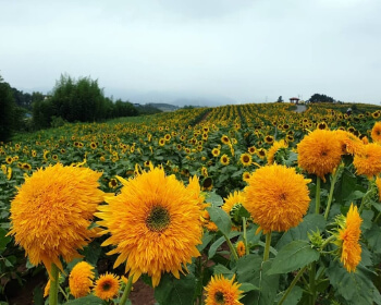 강주 해바라기 축제_9