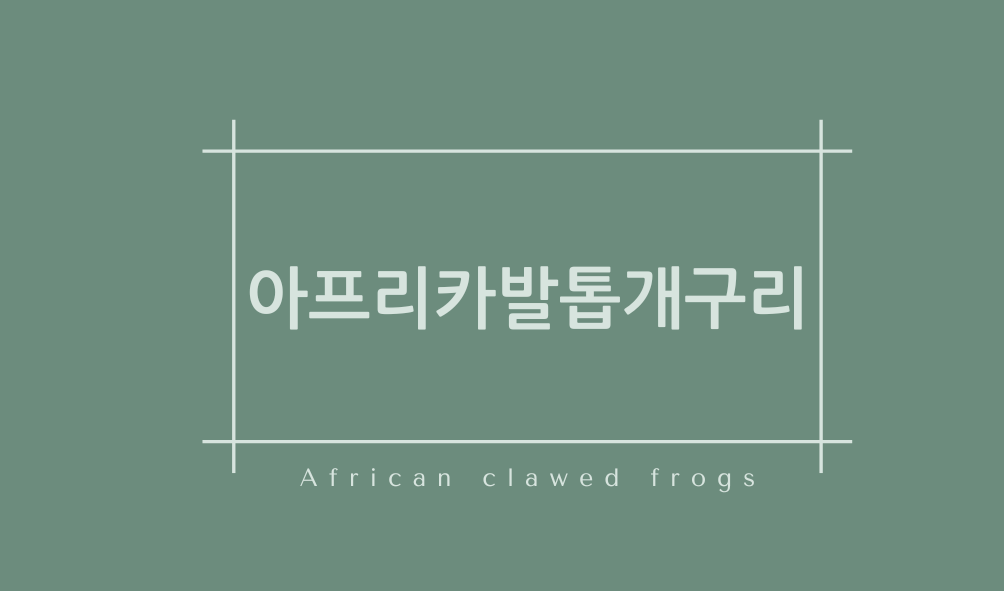 아프리카발톱개구리(African clawed frogs)
