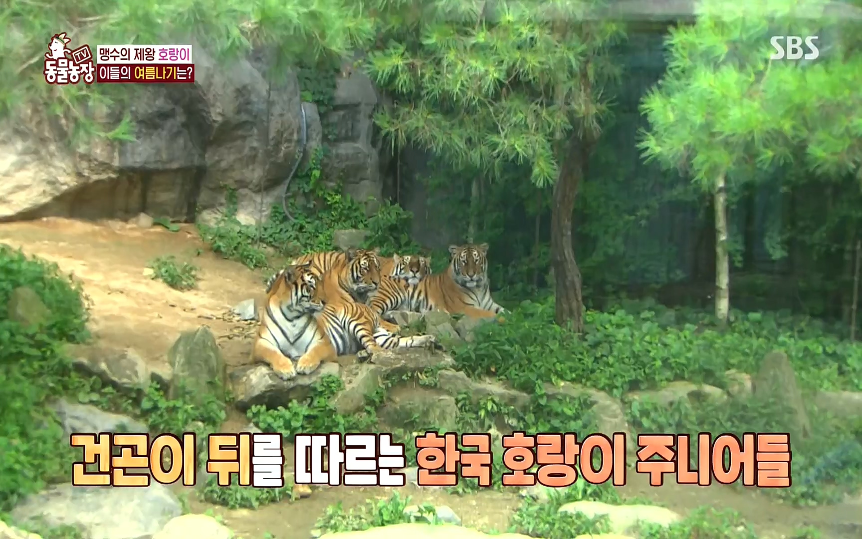 TV 동물농장.E1083.220821p.H264-F1RST.mp4_20220821_183656.672.jpg