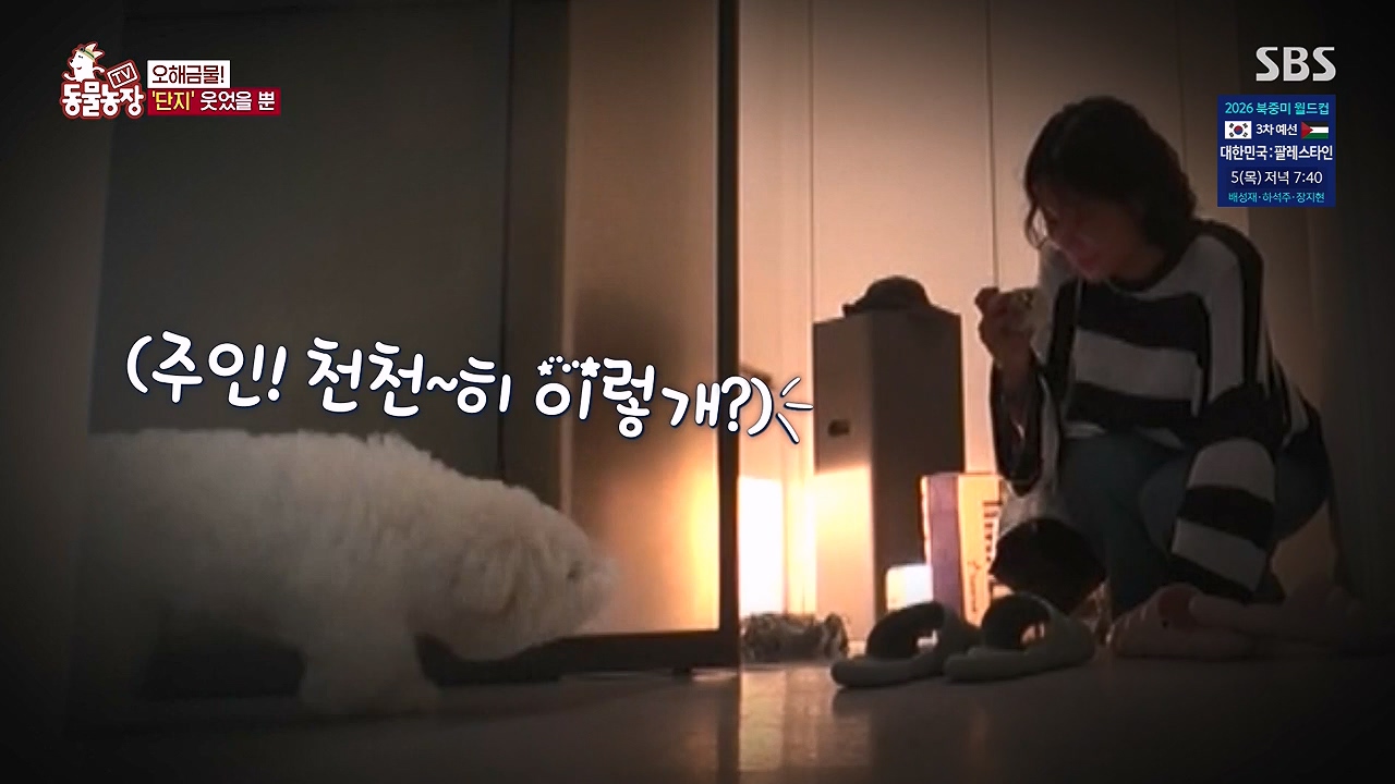 TV 동물농장.E1187.240902p-NEXT.mp4_20240901_155503.475.jpg