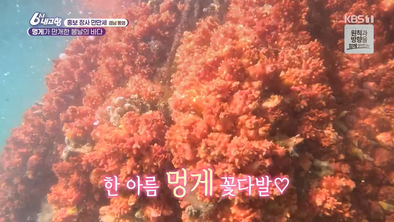 6시 내고향.E7779.230503p.H264-F1RST.mp4_20230505_183309.719.jpg