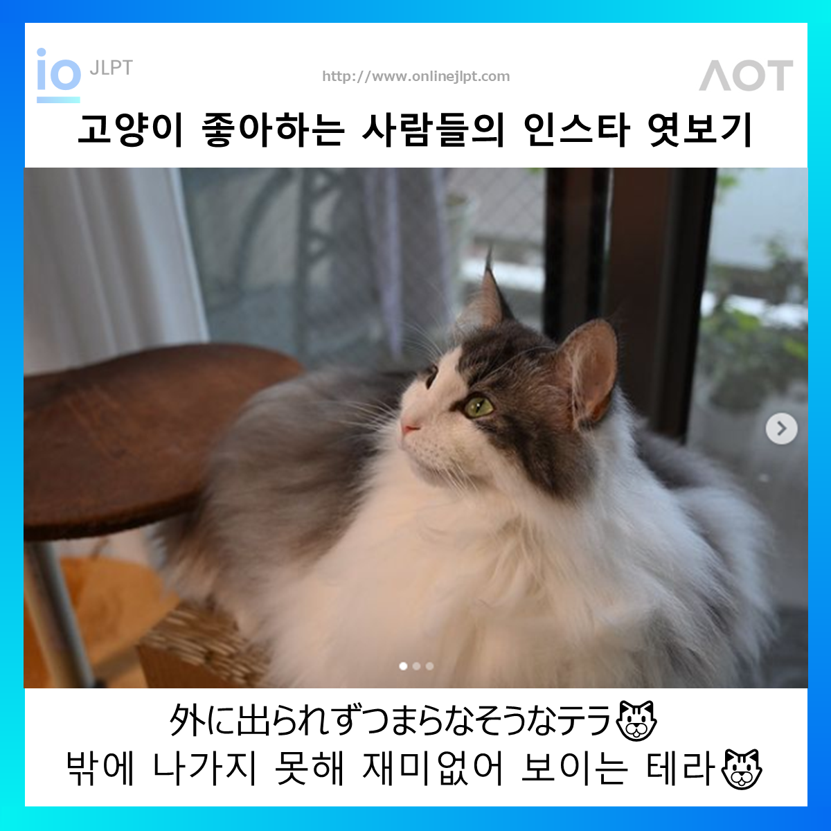  ［인스타 엿보기］外に出られずつまらなそうなテラ