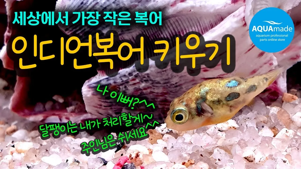인디언복어 키우기 출산징후 수명 물갈이법 먹이 횟수 물온도_1