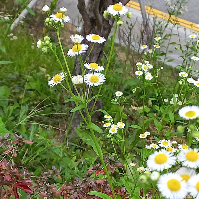 개망초 여러 개 모여 있는 사진