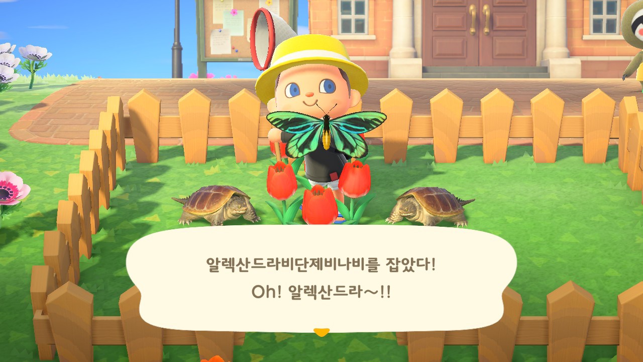 동숲(동물의 숲) 5월 곤충 리스트 동숲(동물의 숲) 5월 곤충 리스트