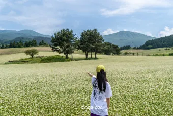 2025 제주도 웨이뷰 메밀꽃밭 축제에서 웨이뷰로 사랑하는 사람들과 행복한 시간 보내기_20