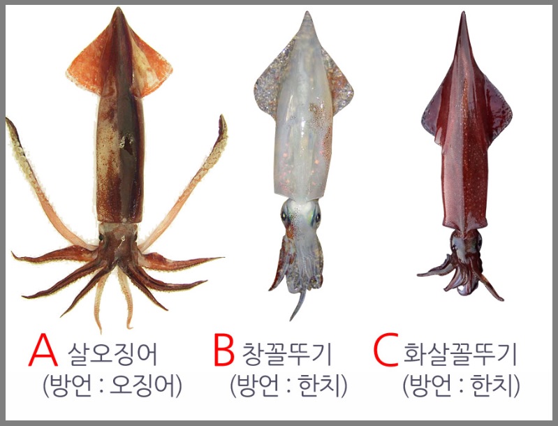 한치 종류