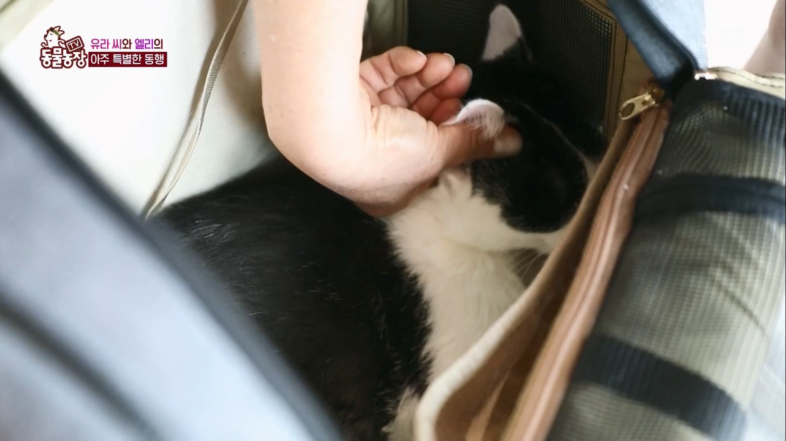 TV 동물농장.E1127.230702p.H264-F1RST.mp4_20230704_212717.230.jpg