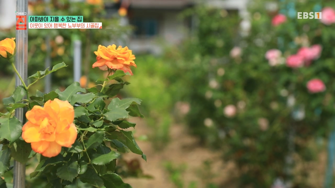 TV - 전 국민의 평생학교 EBS아파봐야 지을 수 있는 집.mp4_20230816_212621.470.jpg