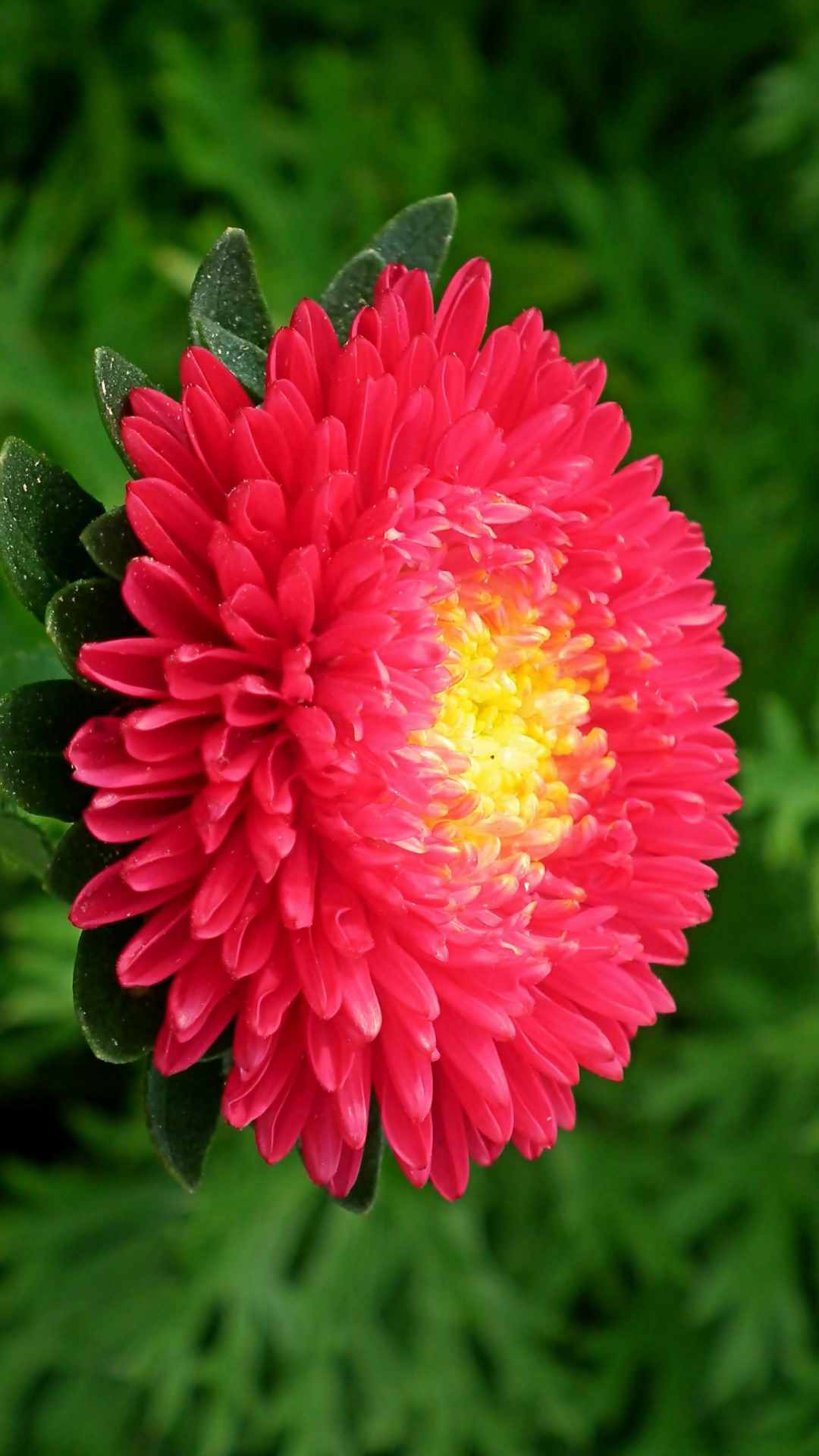 Aster Flower iPhone Wallpaper