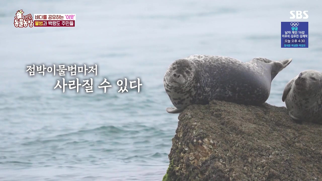 TV 동물농장.E1183.240805p-NEXT.mp4_20240804_154458.326.jpg