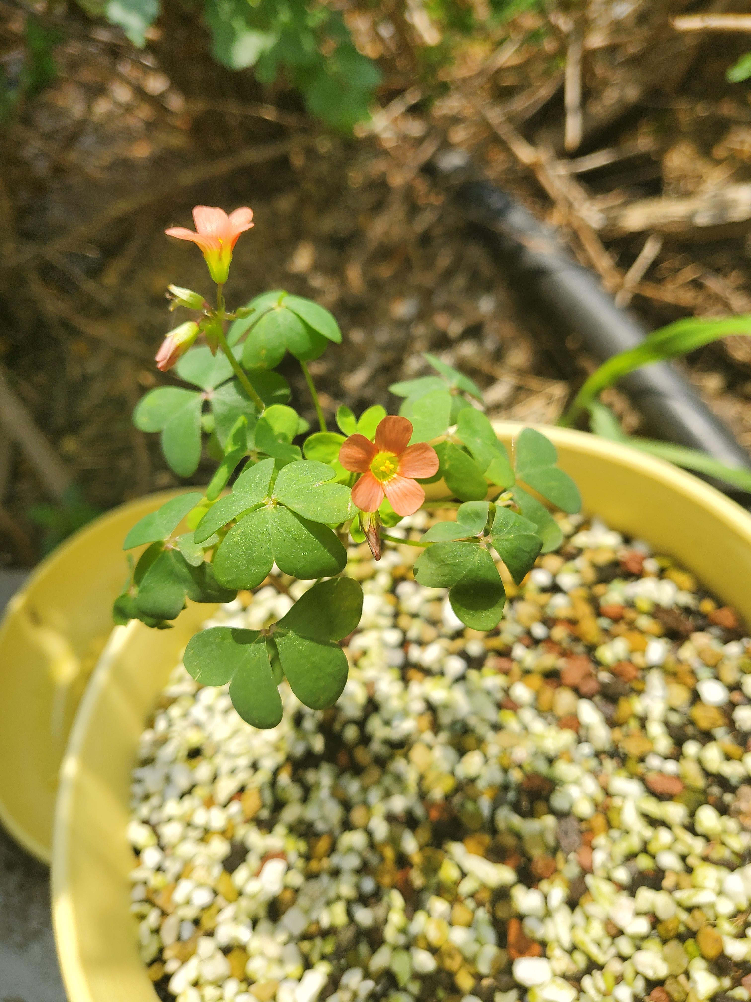 오늘의 사랑초