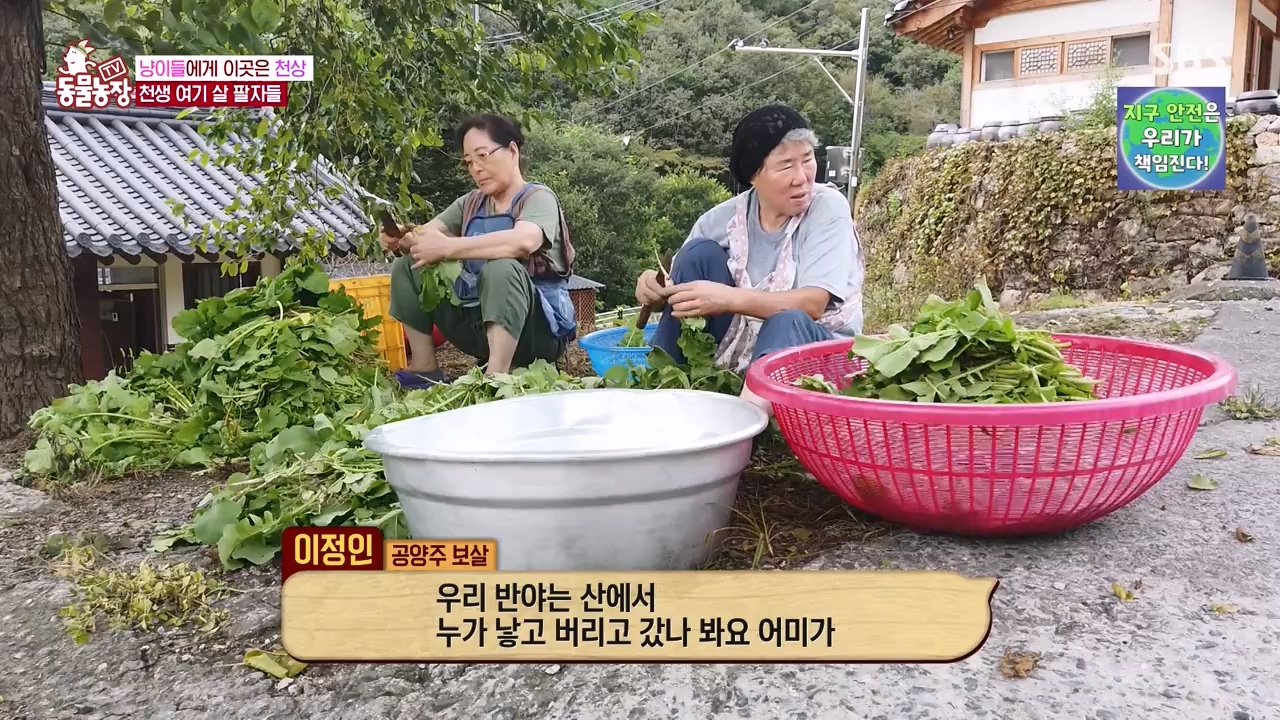 TV 동물농장.E1143.231030p-NEXT.mp4_20231029_164048.504.jpg