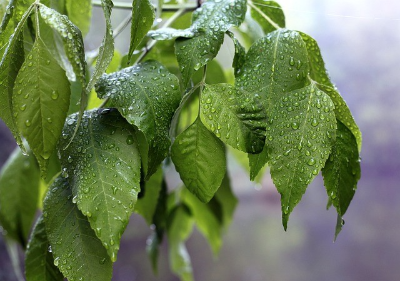 나뭇잎에 맺혀 있는 빗방울들