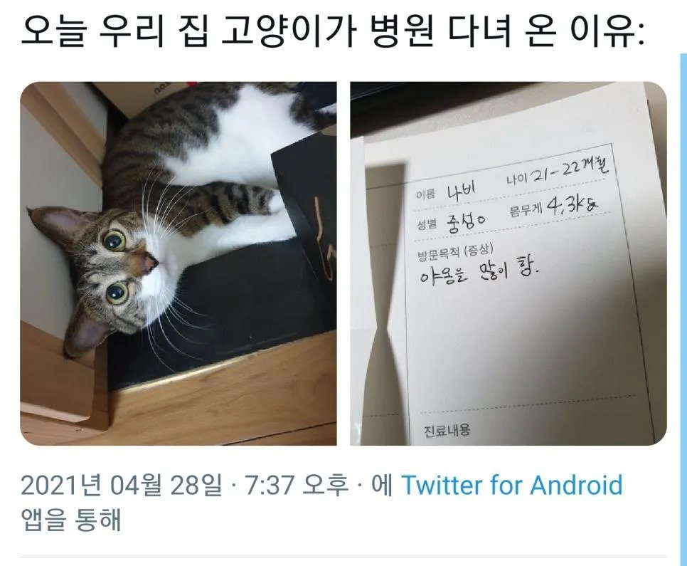 우리집 고양이가 많이 아픈가봐요 ㅠㅠㅠ…jpg