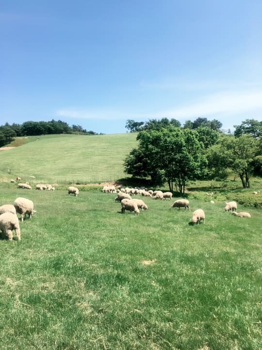  강원도 여행 필수코스 대관령양떼목장 예약 및 가는 방법