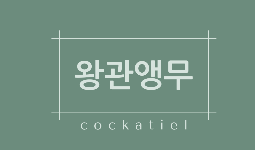 왕관앵무(cockatiel)