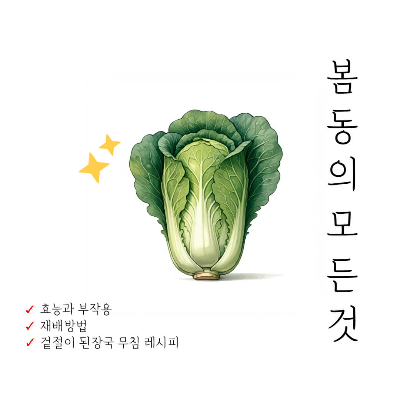 봄동 재배법, 봄동 파종 시기, 봄동 모종 시기, 봄동 효능, 봄동 부작용, 봄동 겉절이 레시피, 봄동 된장국 만드는 법, 봄동 나물 무침 레시피