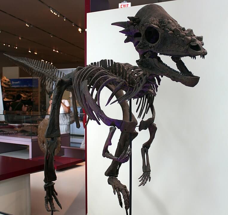 Pachycephalosaurus wyomingensis &quot;Sandy&quot; specimen&#44; Royal Ontario Museum