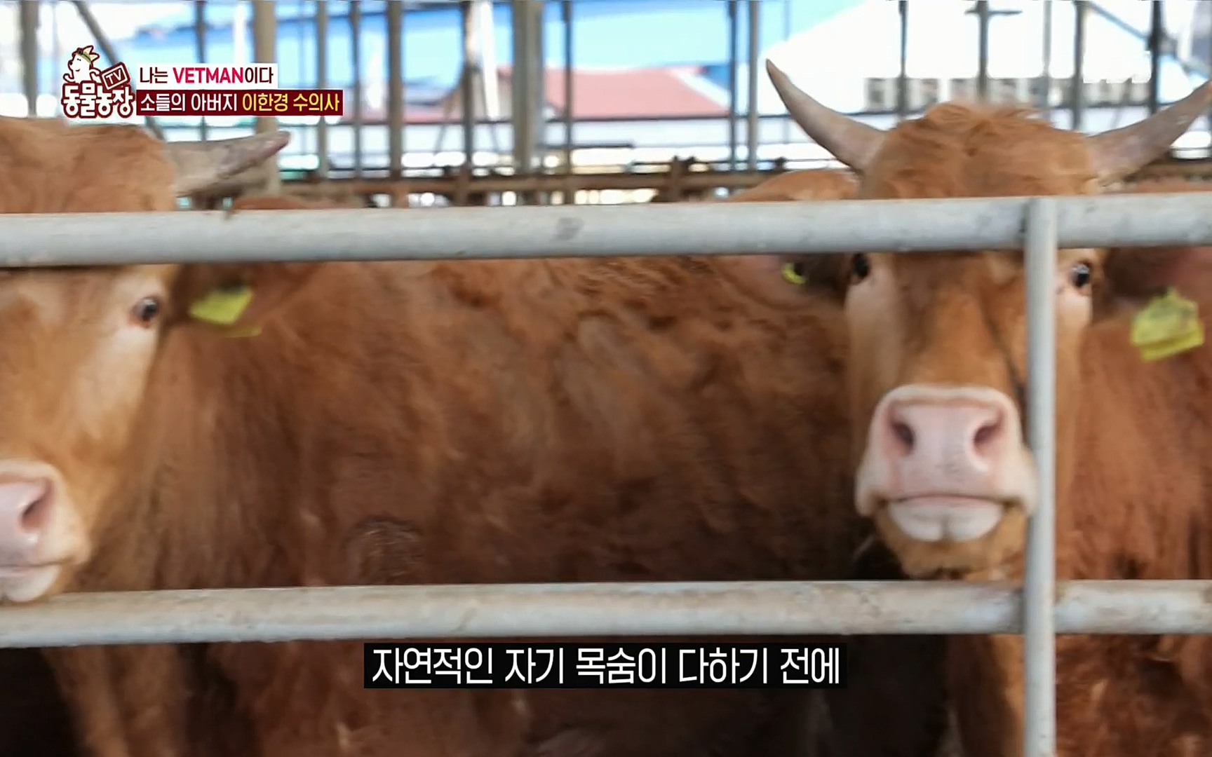 TV 동물농장.E1069.220515p.H264-F1RST.mp4_20220515_181046.727.jpg