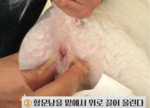 대각선 아래에서 위 방향으로 힘을 줘서 올리면 항문낭이 배출되게 된다