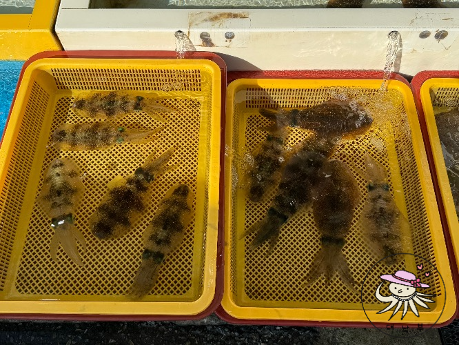 무늬오징어
