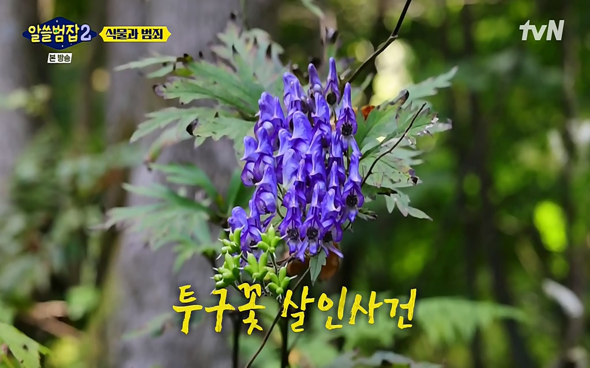 알쓸범잡 2.E15.220425p-NEXT.mp4_20220425_175543.590.jpg