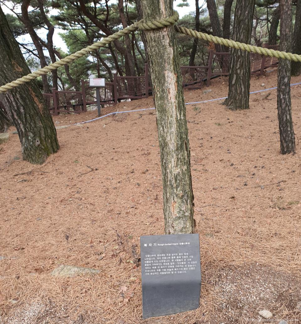 북악산_北岳山_Bukaksan/복자기_단풍나무과

단풍나무와 생김새는 조금 달라도

같은 형체 나무입니다.

여러 단풍나무 종류 중에 단풍이

가장 아름답게 드는 나무입니다.

옛 사람들이 온 산에 붉음이 가득하다는

뜻으로 말한 '만산홍엽' 의 진정한

의미는 바로 이 복자기 단풍을

가리키는 것 같습니다.

우리나라의 푸른 가을 하늘과 복자기의

붉은 단풍은 가히 환상적인

어울림이라 할 수 있습니다.