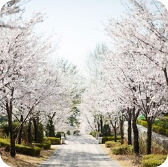 파주 봄꽃 축제