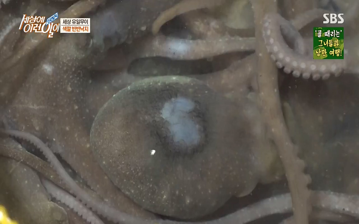 순간포착 세상에 이런일이.E1178.220504p-NEXT.mp4_20220504_180724.824.jpg