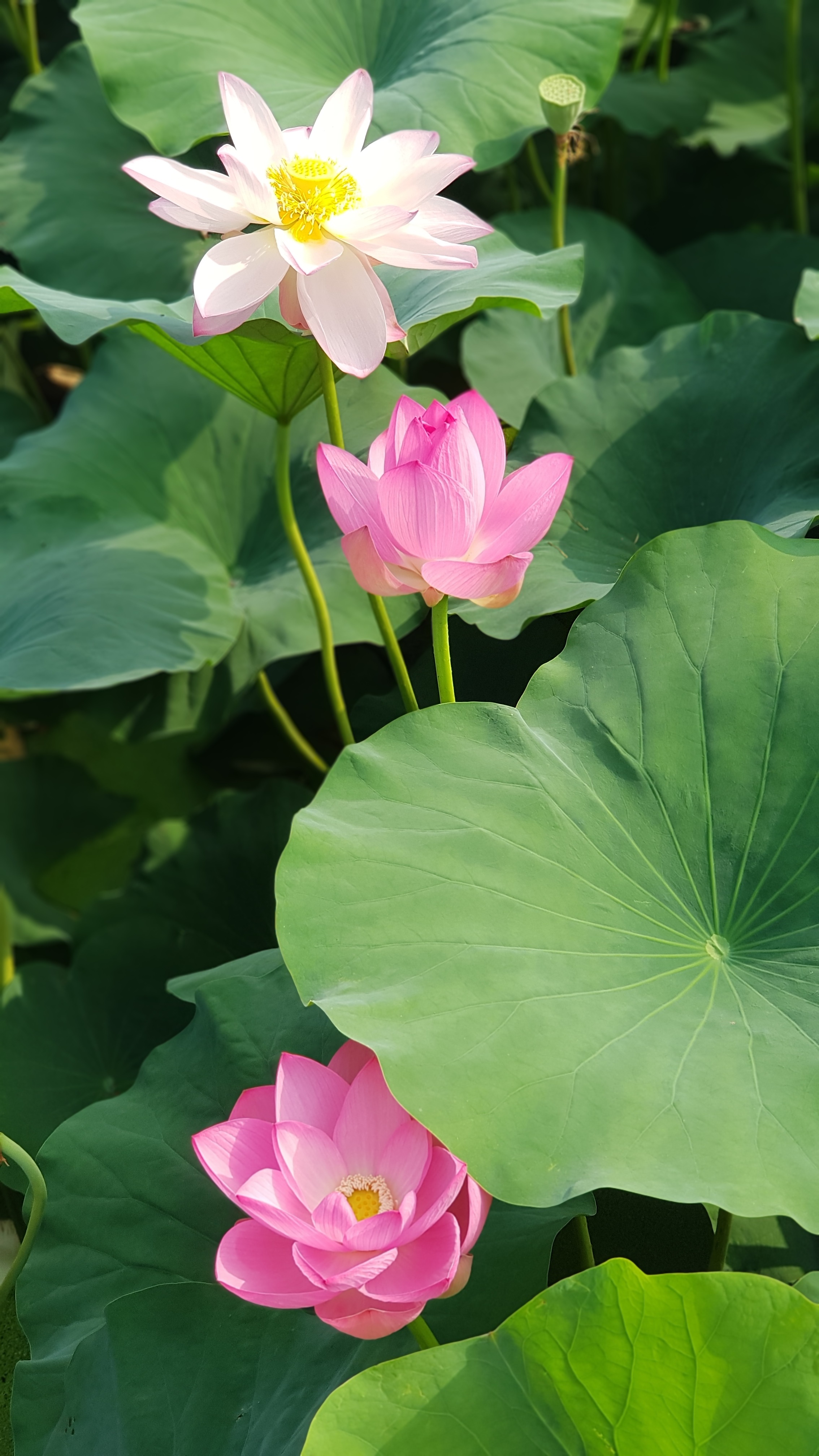 전주 덕진공원 연꽃