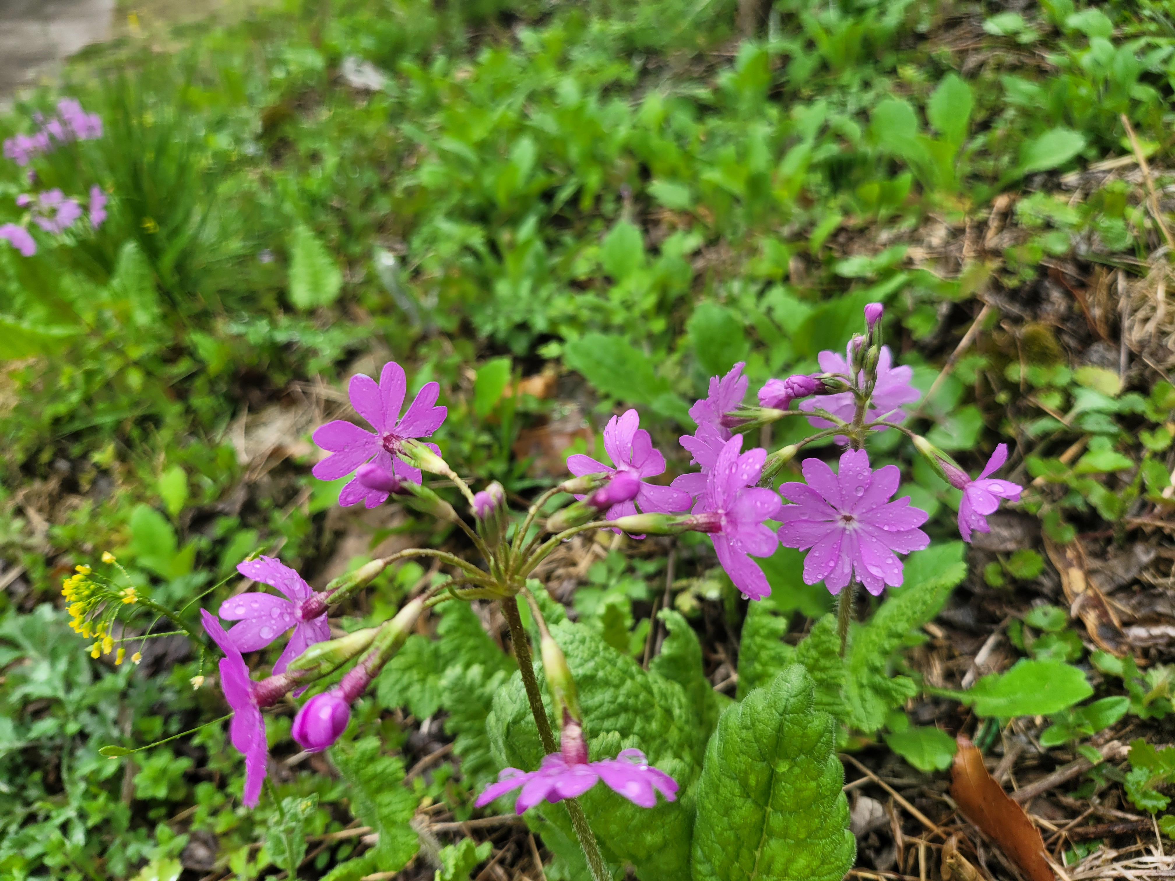 주변산 이미지