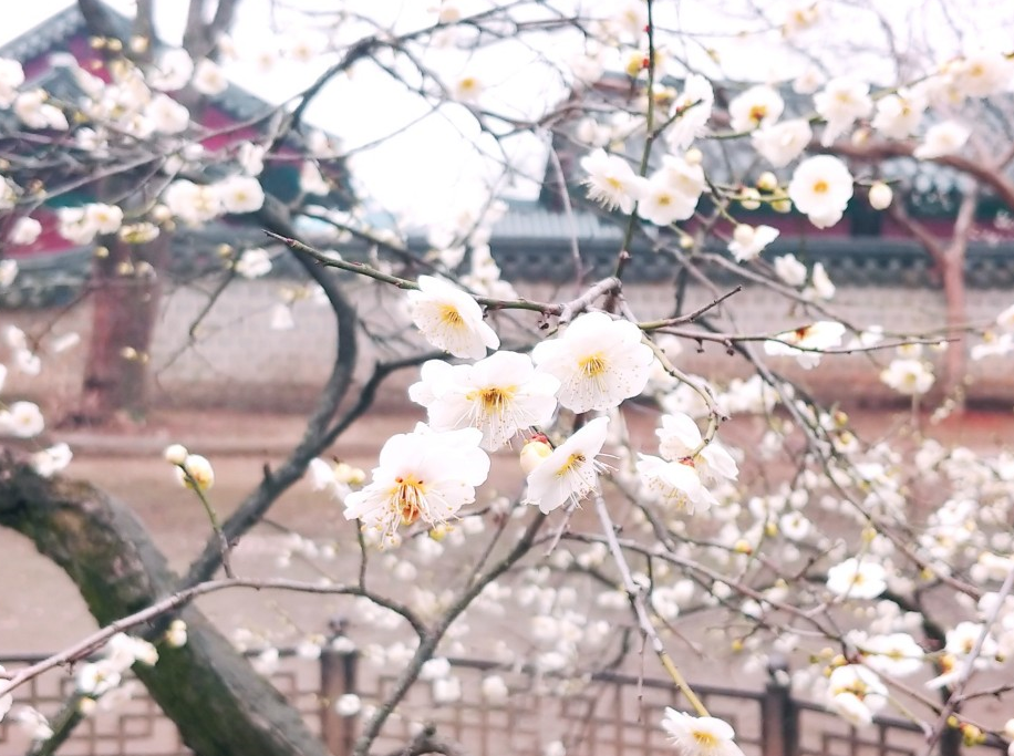 전주 – 전통 한옥과 봄날의 감성