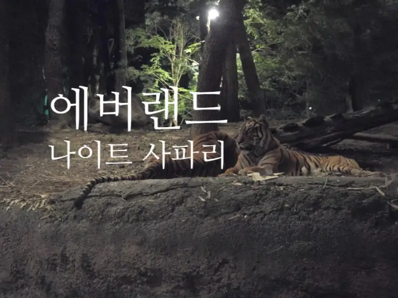 2024-에버랜드-나이트-사파리