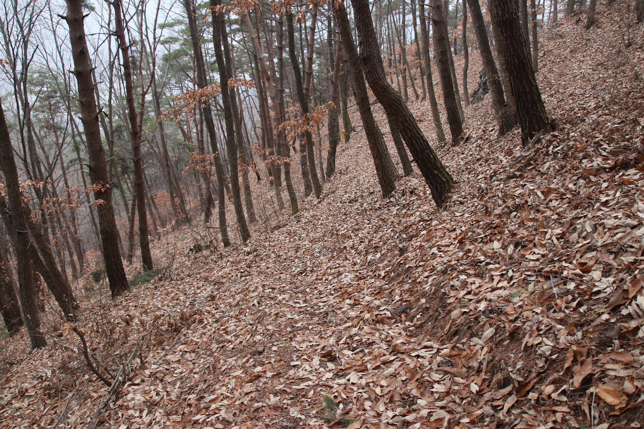 경남 의령군 국사봉 05 42