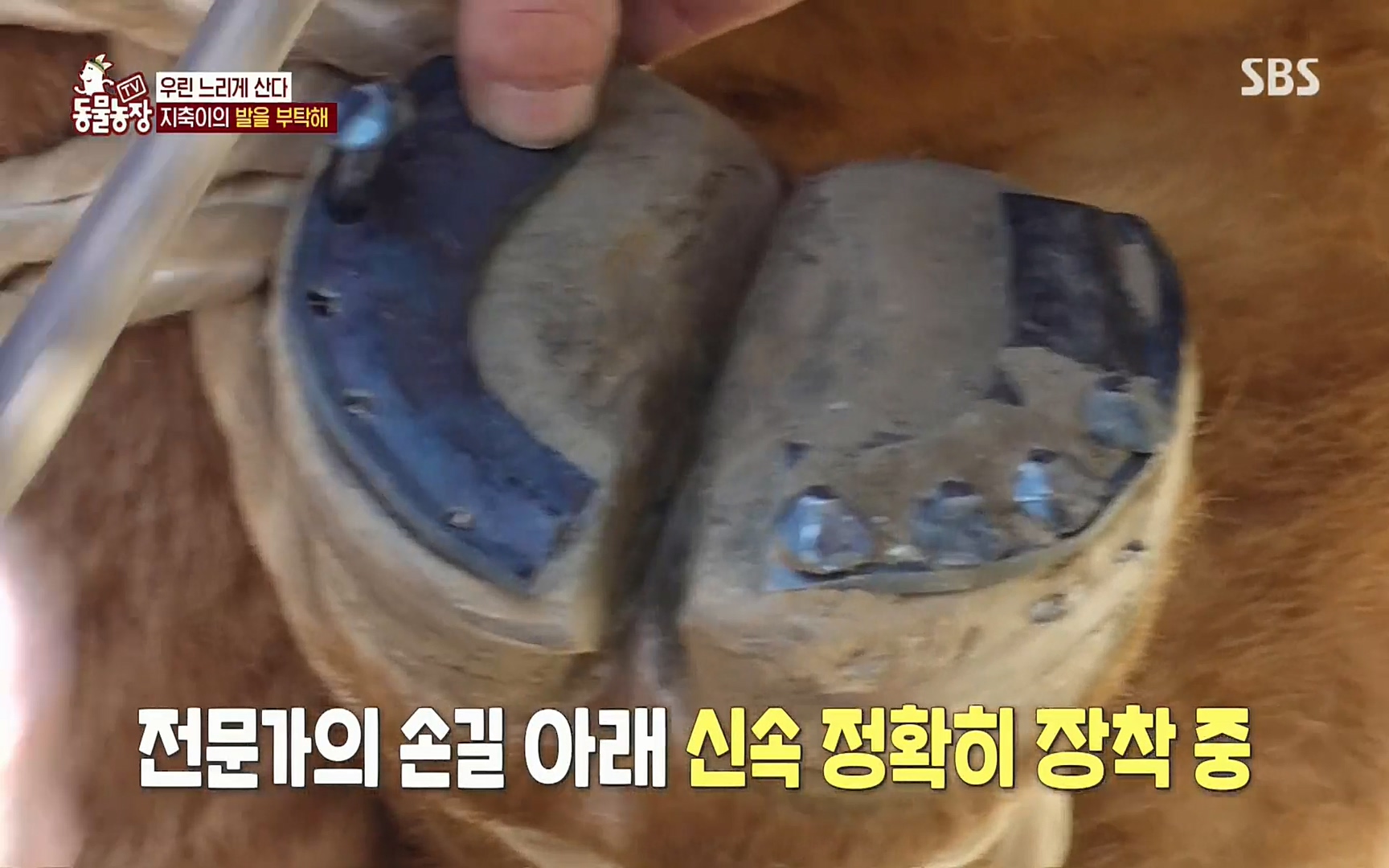 TV 동물농장.E1074.220619p.H264-F1RST.mp4_20220619_181915.270.jpg