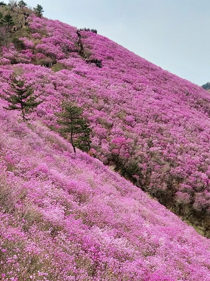 천주산 진달래축제 등산코스 맛집_8