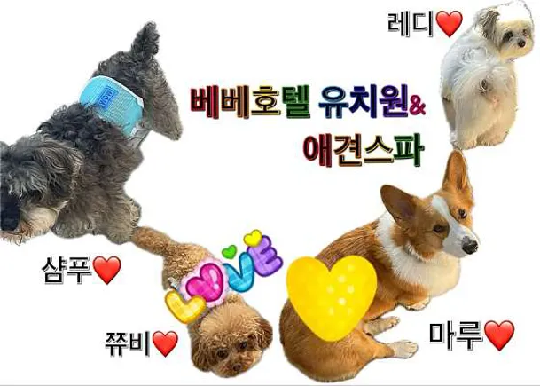 베베호텔 유치원&amp;애견스파