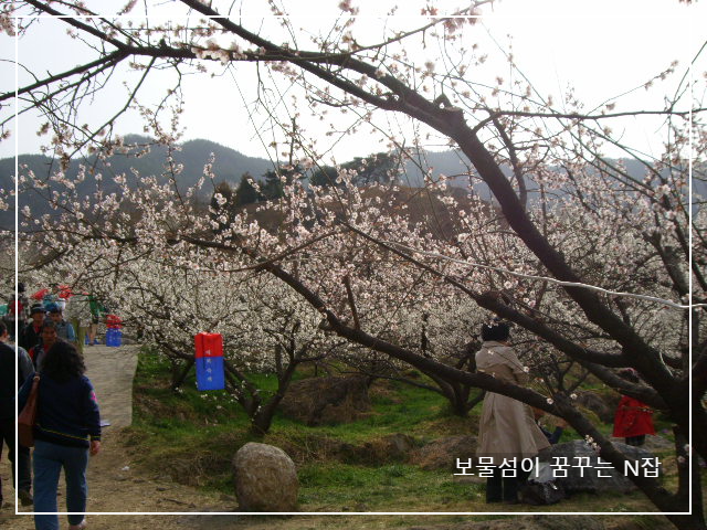 광양매화마을축제